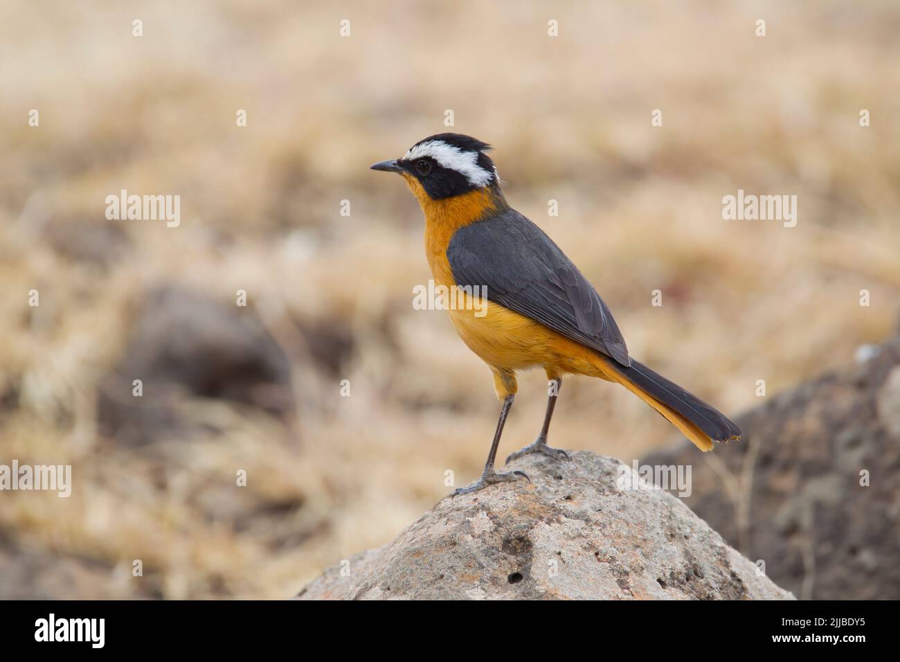 Rüppell's robin-chat Cossypha semirufa, perched on rocks near Goba, Ethiopia in March. Stock Photo