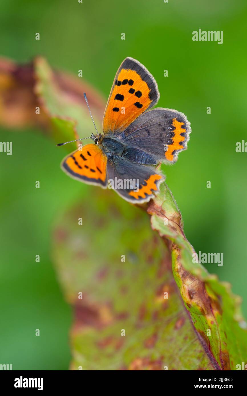 Small copper Lycaena phlaeas caeruleopunctata, adult perched on Common sorrel, Tank Quarry, Malvern Hills in August. Stock Photo