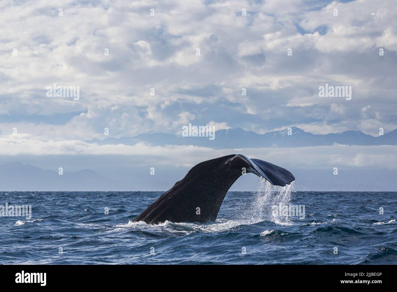 Sperm whale Physeter macrocephalus, adult male, diving with distant mountains in background, off the coast of Kaikoura, New Zealand in November. Stock Photo