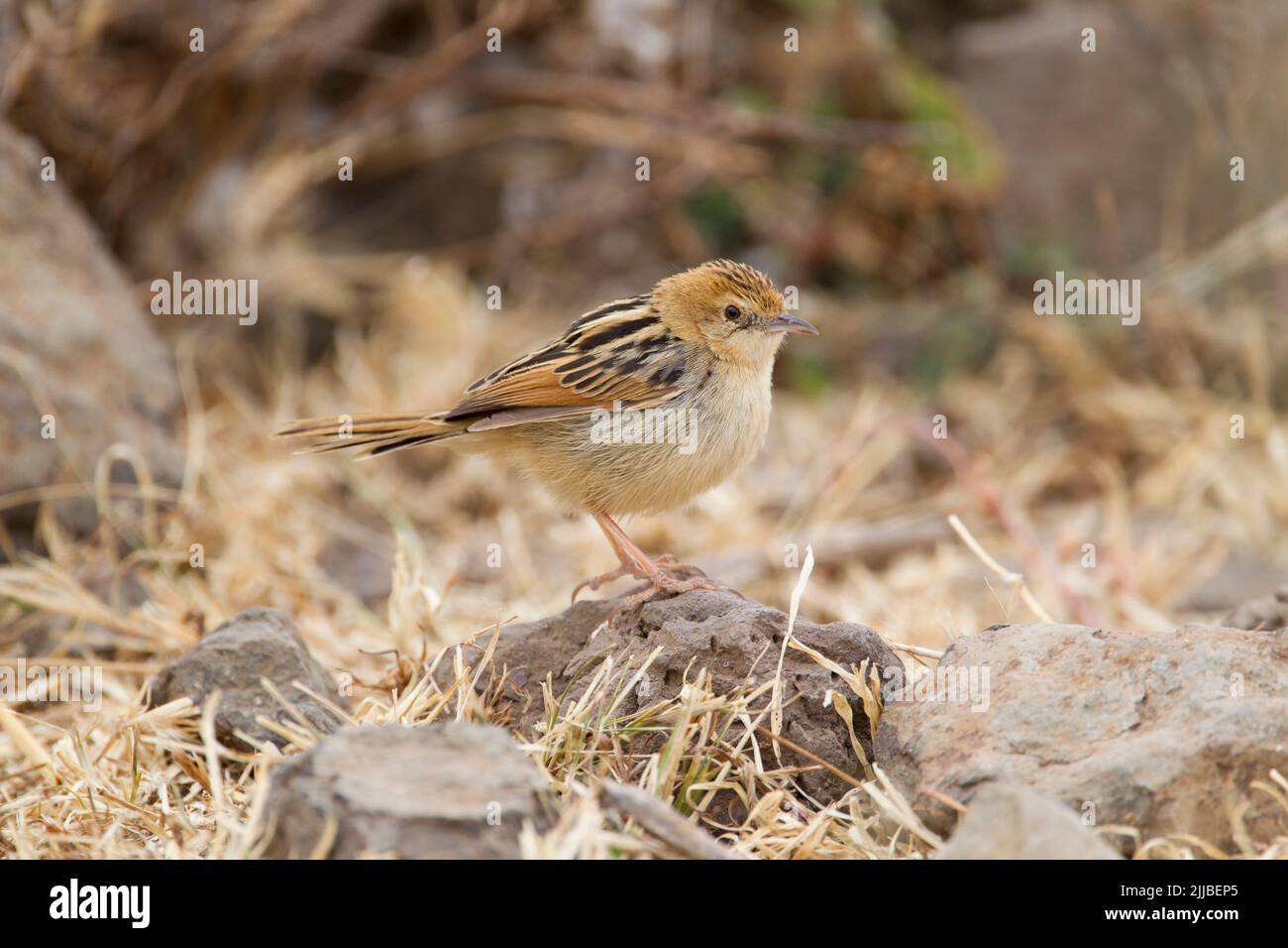 Stout cisticola Cisticola robustus, adult, perched on ground, Goba, Ethiopia in March. Stock Photo