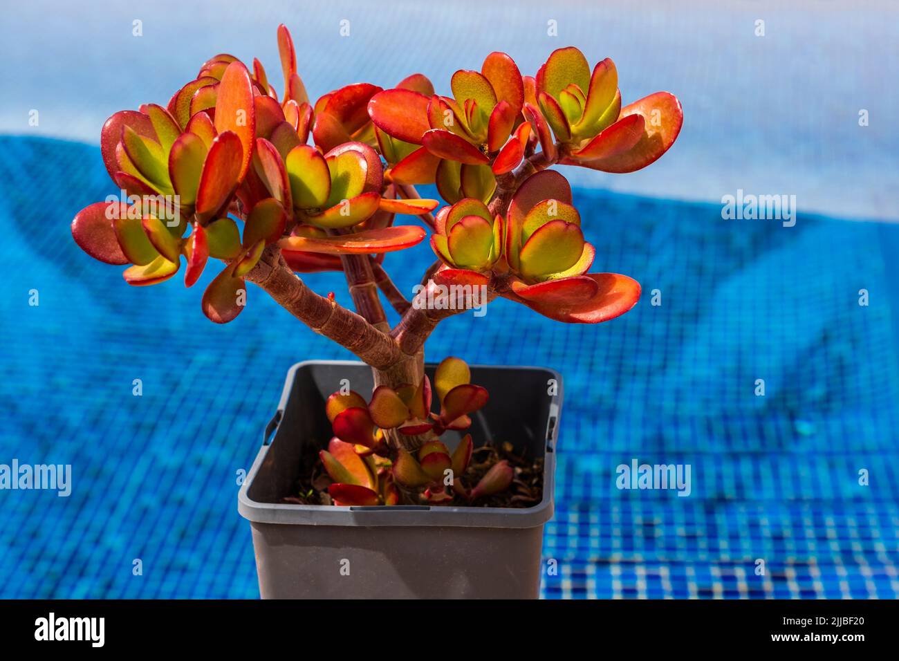 Succulent Crassula ovata 'Hummel's Sunset' in a pot in the garden near the  pool with blue water Stock Photo - Alamy