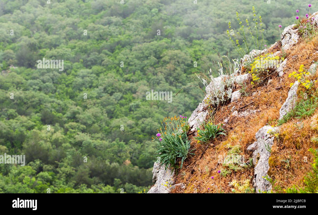 Crimean Mountain landscape with wild flowers growing on rock. Crimea peninsula, Black Sea coast Stock Photo