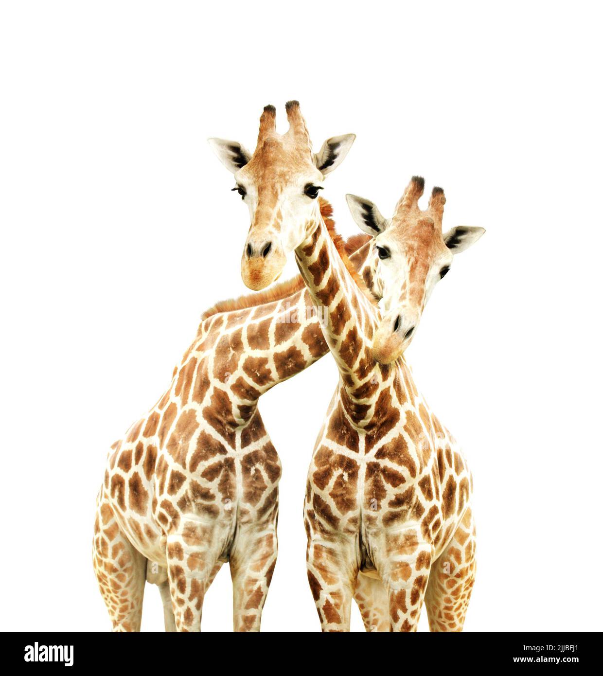 Two cute curiosity giraffes. Isolated on white background Stock Photo