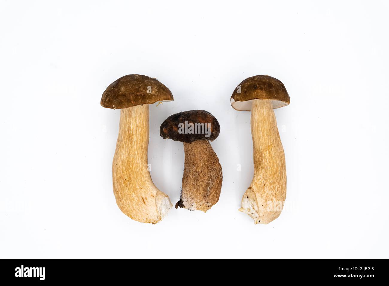 Boletus edulis, king bolete isolated on white background. Close up. Wild forest Mushroom Stock