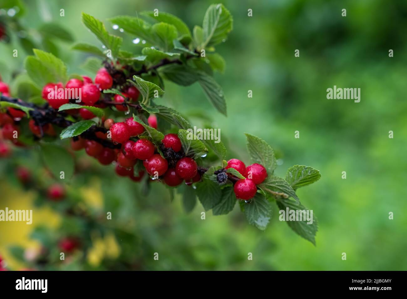 Red Ripe Berries Sour cherry agriculture harvesting hi-res stock photography and images ...