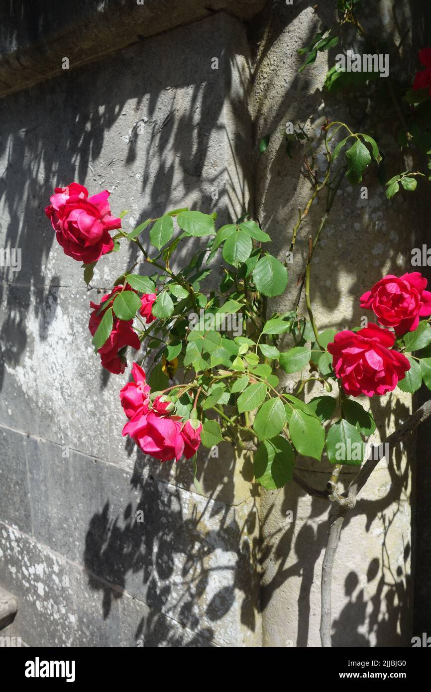 Roses, Hill Garden and Pergola , Hampstead, London Stock Photo