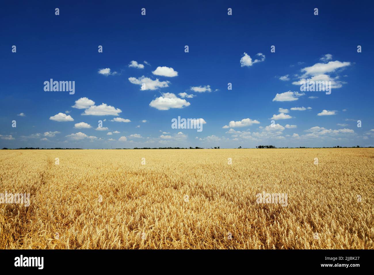 Summer landscape. Yellow wheat field and dark blue sky with clouds ...
