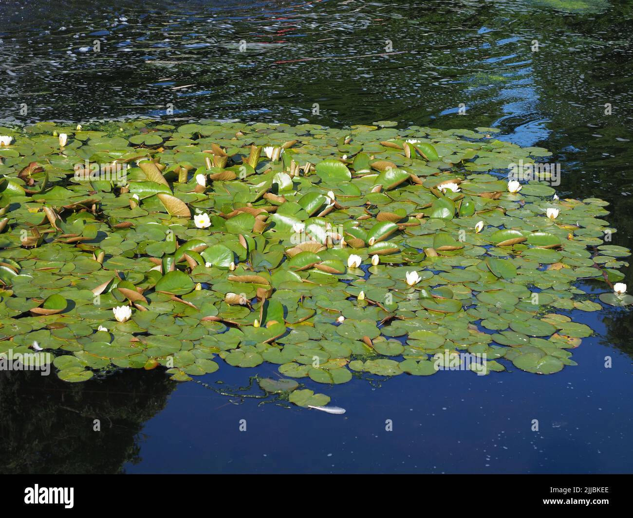 Some white waterlilies in a large pond Stock Photo