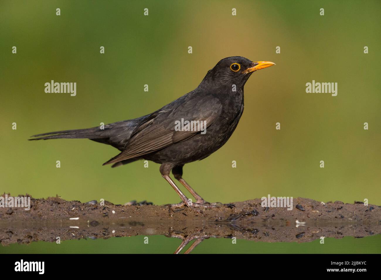 Common blackbird Turdus merula, male profile in woodland, Tiszaalpár ...
