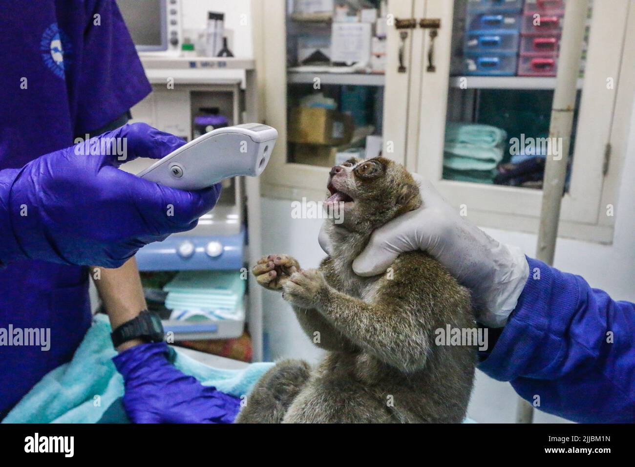 A Sumatran slow loris (Nycticebus coucang) is undergoing health checks at the Indonesian Nature Rehabilitation Initiation Foundation (YIARI) in Bogor, Stock Photo