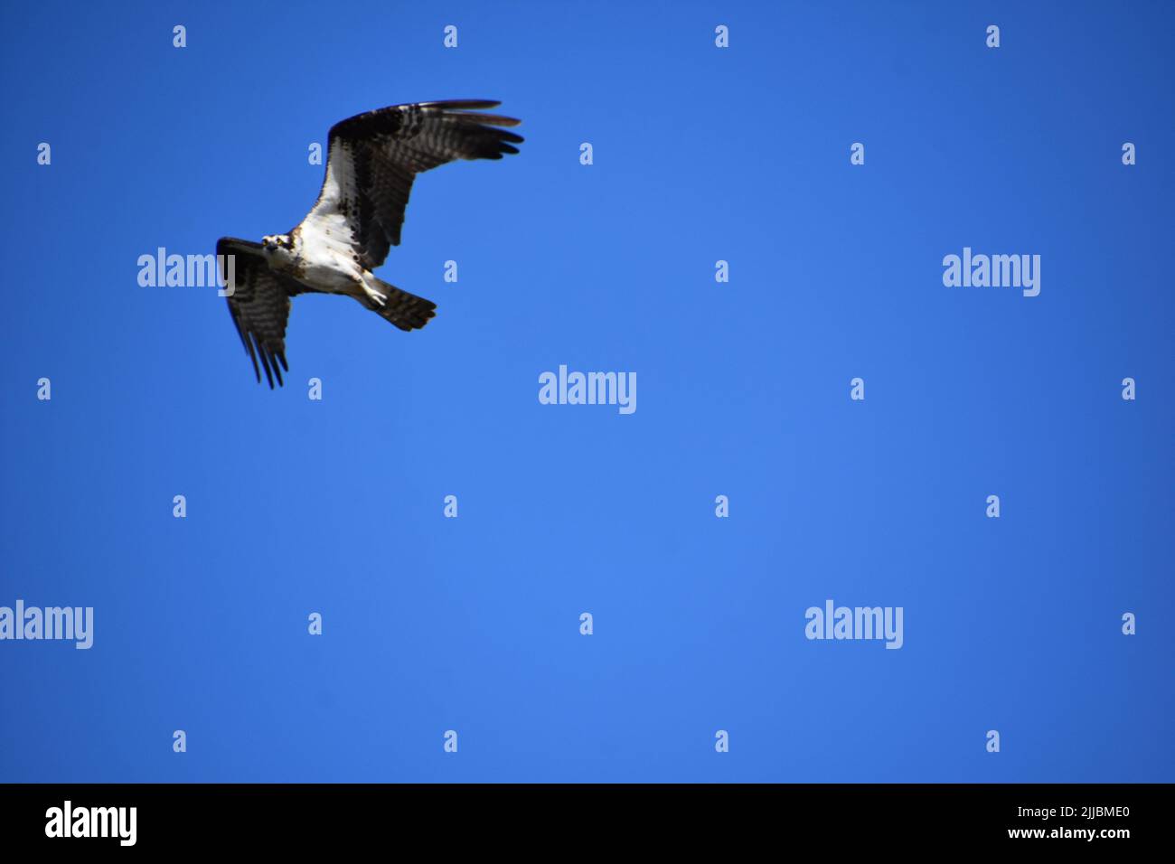 Fantastic osprey flying in a dark blue sky with striking markings Stock ...
