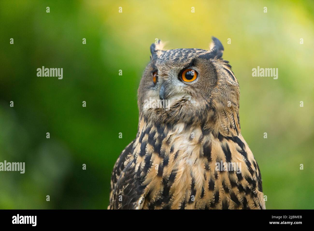 Eurasian Eagle Owl Bubo Bubo captive Female Profile Hawk 