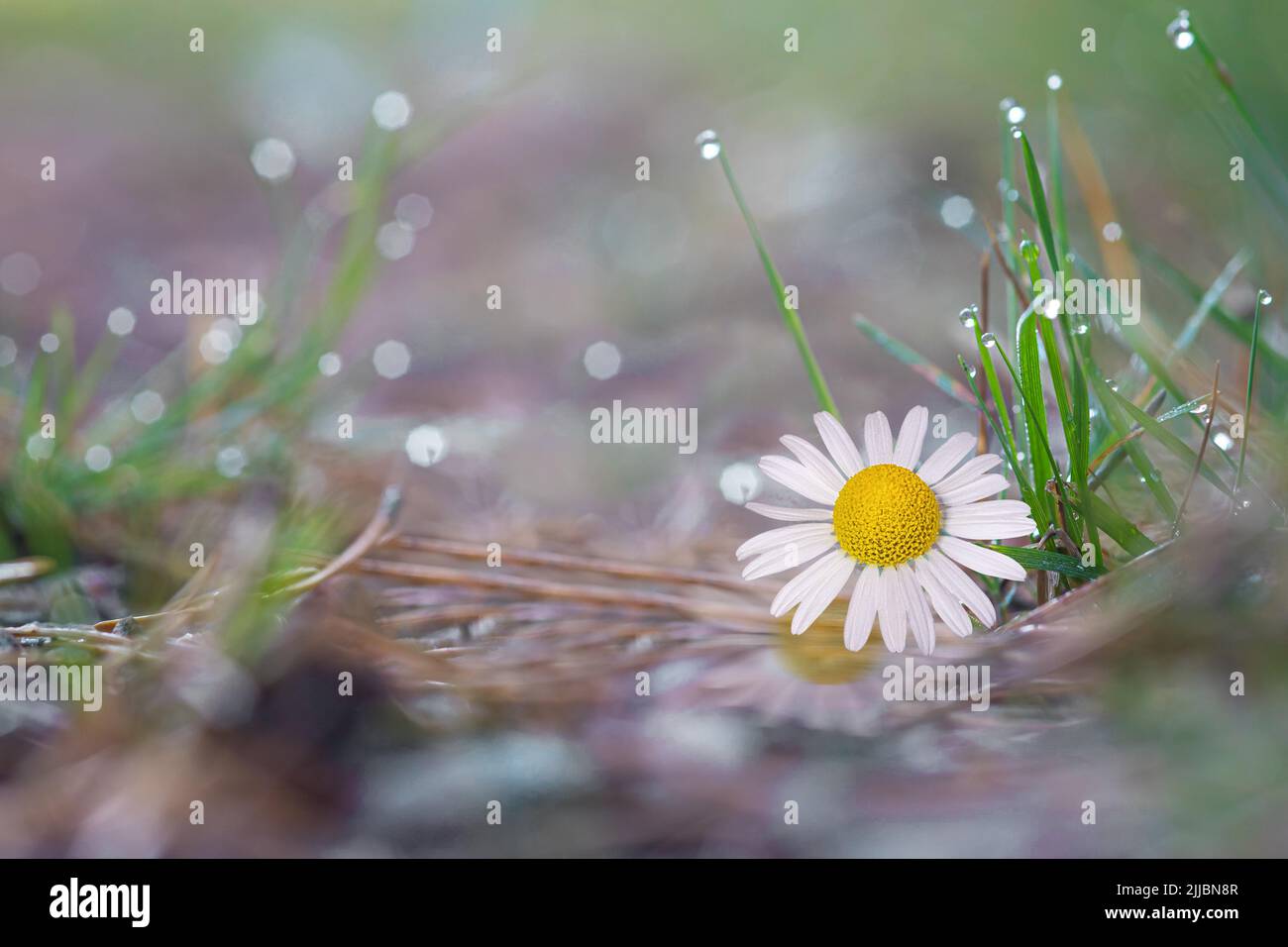 Daisy flower on an abstract background grass in morning dew drops Stock ...