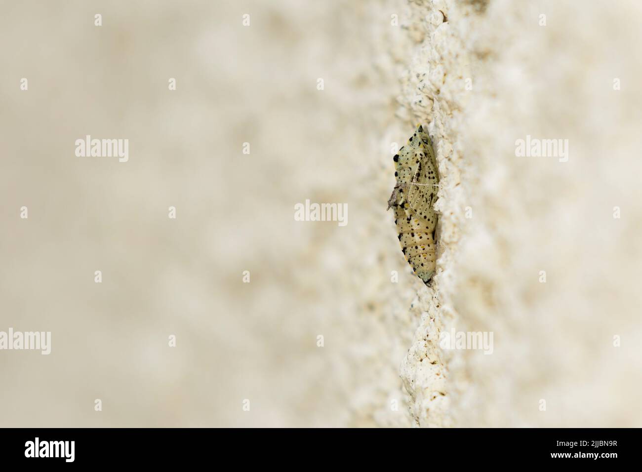 Large white Pieris brassicae, chrysalis, attached to property wall