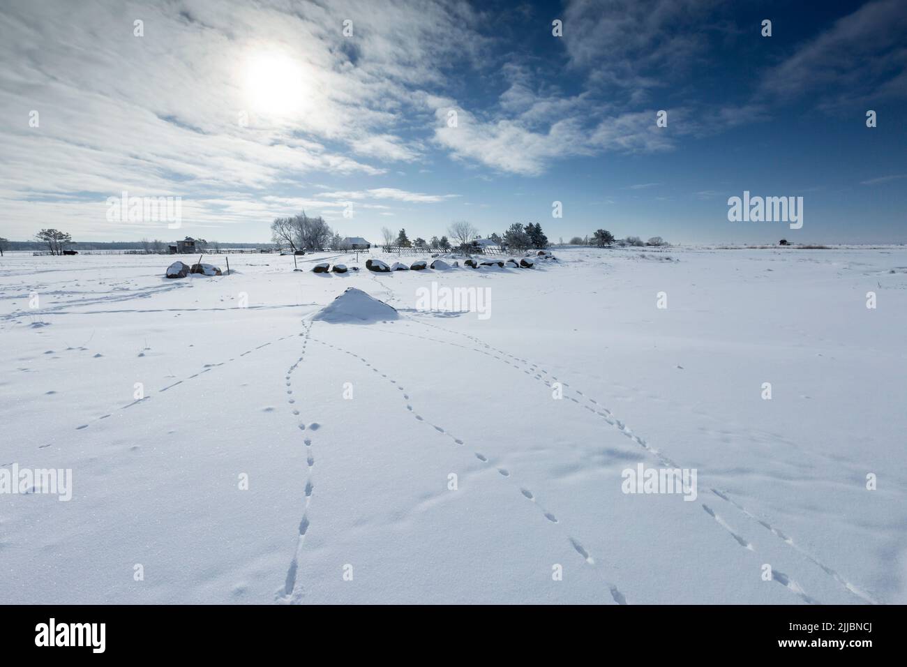 Weasel tracks hi-res stock photography and images - Alamy