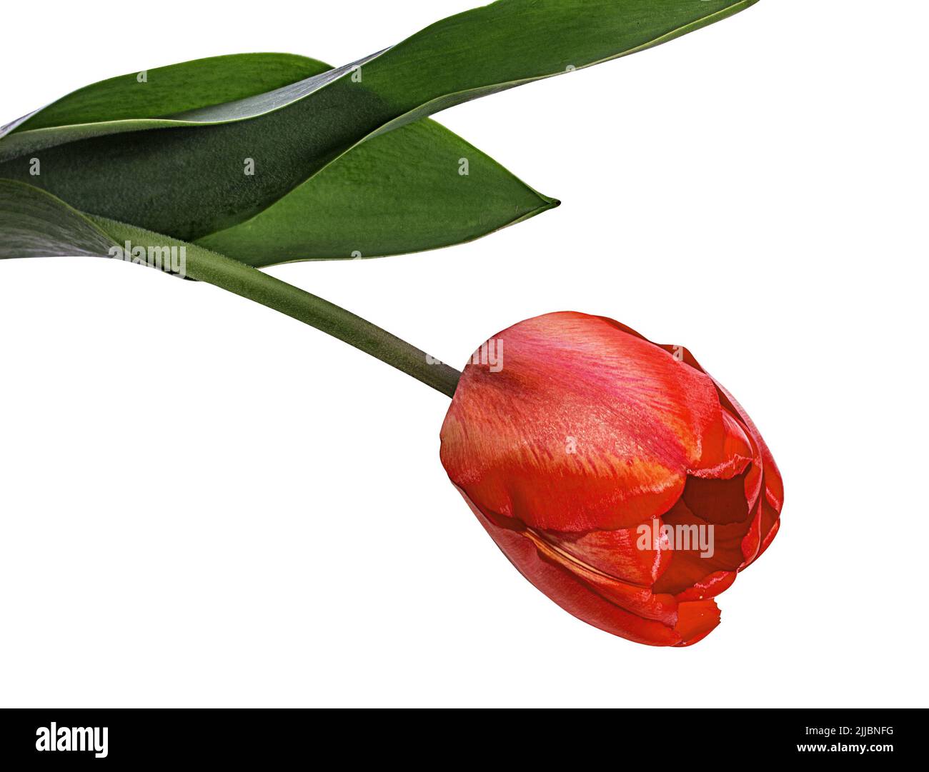 Tulip isolated on a white background Stock Photo - Alamy