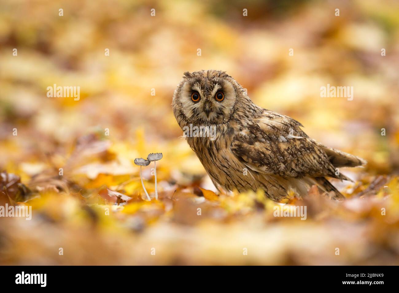 Long-eared owl Asio otus (captive), adult male amongst woodland autumn leaf litter, Hawk Conservancy Trust, Andover, Hampshire, UK, November Stock Photo
