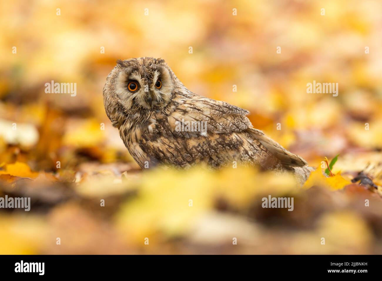 Long-eared owl Asio otus (captive), adult male amongst woodland autumn leaf litter, Hawk Conservancy Trust, Andover, Hampshire, UK, November Stock Photo