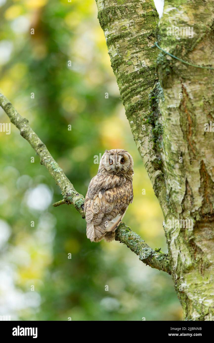 Long-eared owl Asio otus (captive), adult male perched in woodland, Hawk Conservancy Trust, Andover, Hampshire, UK, November Stock Photo