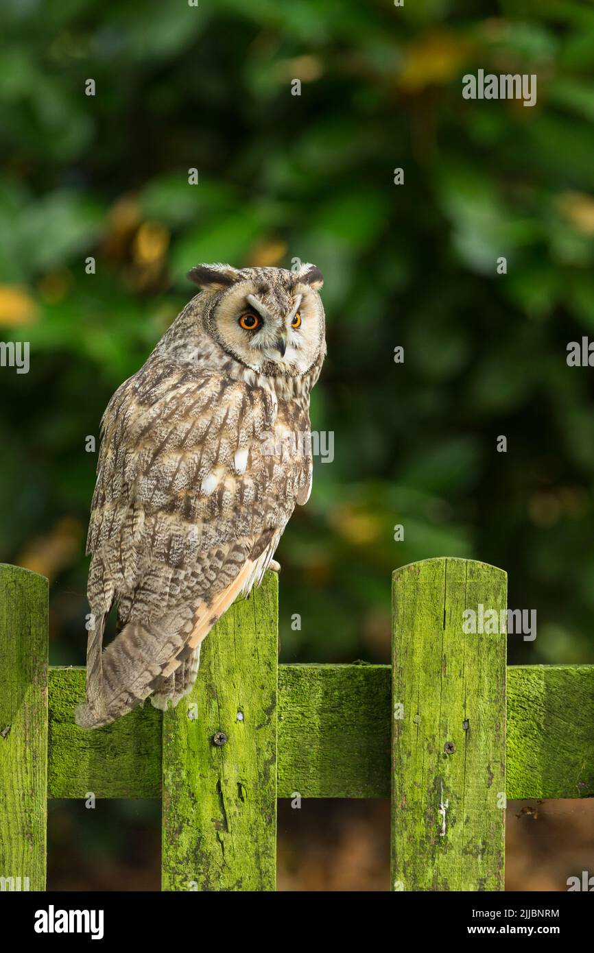 Long-eared owl Asio otus (captive), adult female perched on gate, Hawk Conservancy Trust, Andover, Hampshire, UK, November Stock Photo
