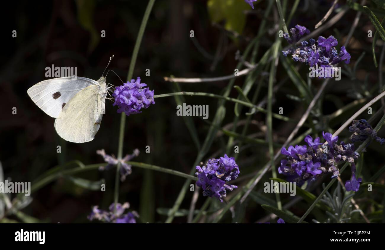 Female Large Cabbage White Butterfly Pieris brassicae on Lavender Stock Photo