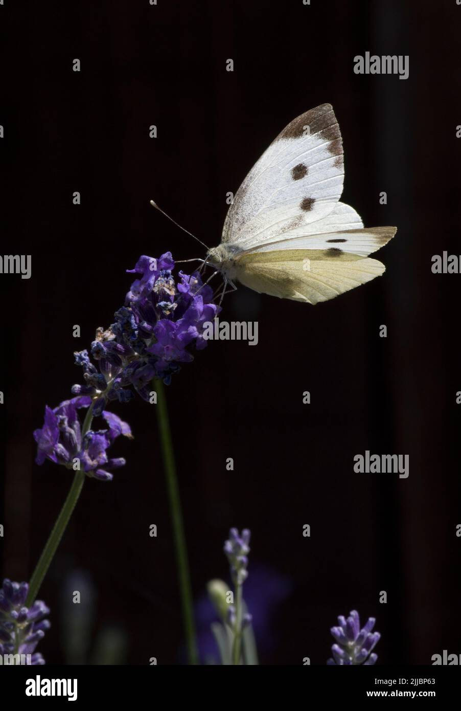 Female Large Cabbage White Butterfly Pieris brassicae on Lavender Stock Photo