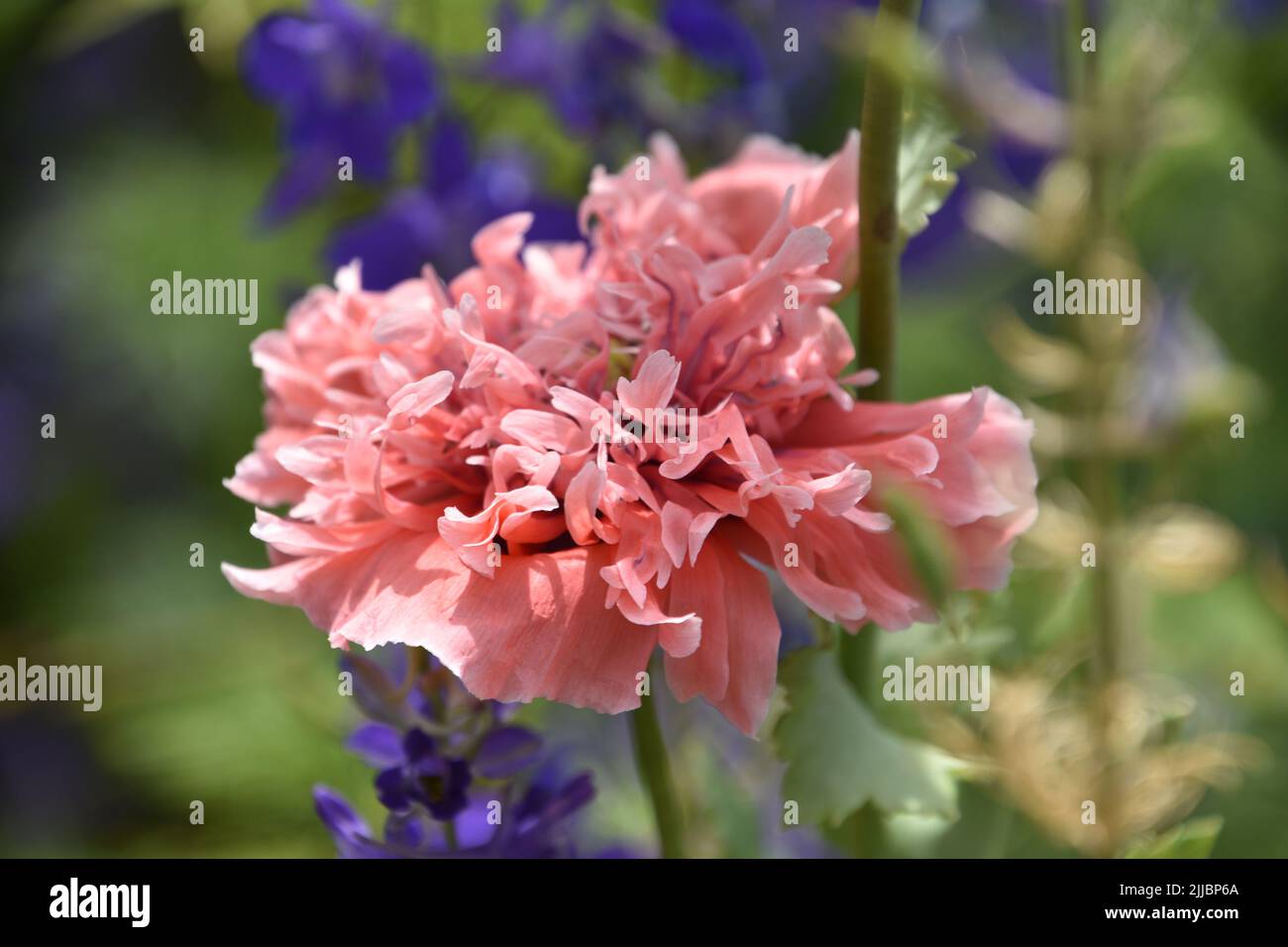 Small Ruffled Poppy Up close with a ruffled pink poppy flower blooming in a garden Stock ...