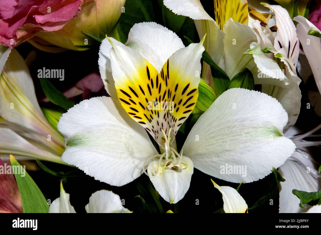 Image of a beautiful white Alstroemeria with a yellow center Stock Photo