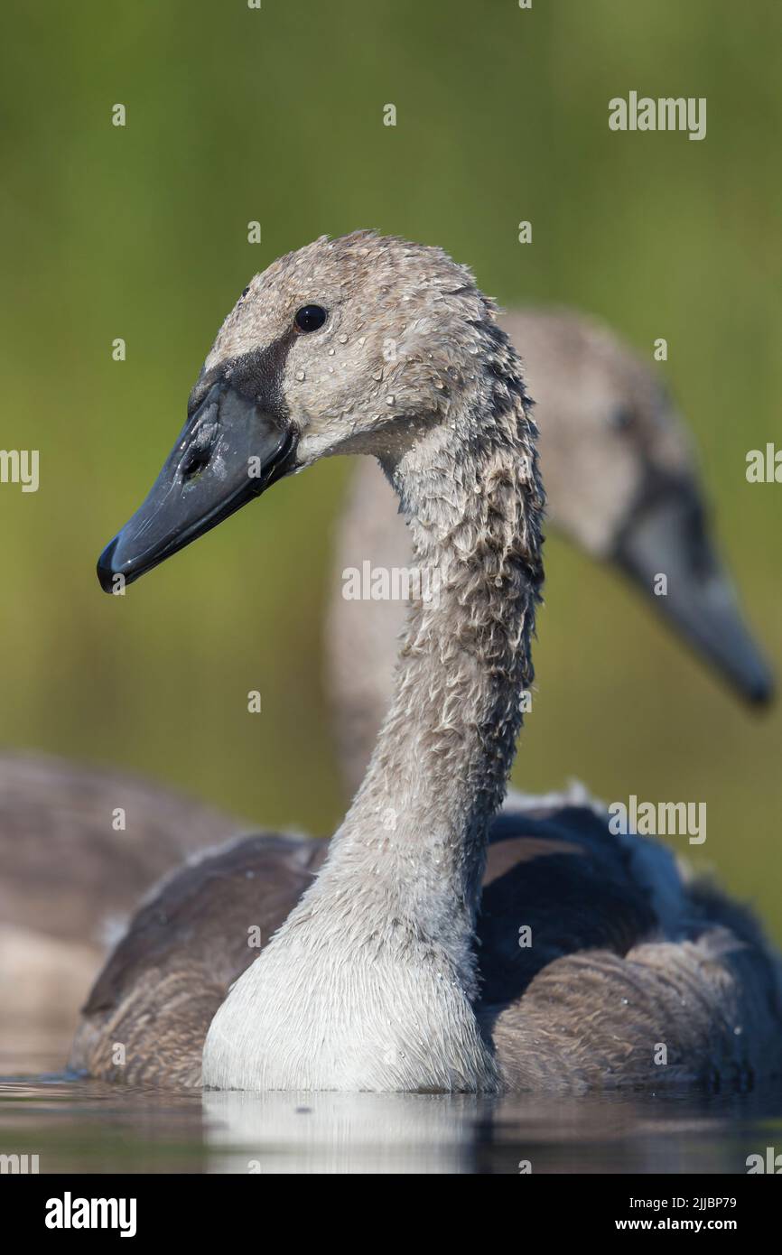 Mute swan Cygnus olor, juvenile, swimming in marsh, Tiszaalpár, Hungary, July Stock Photo