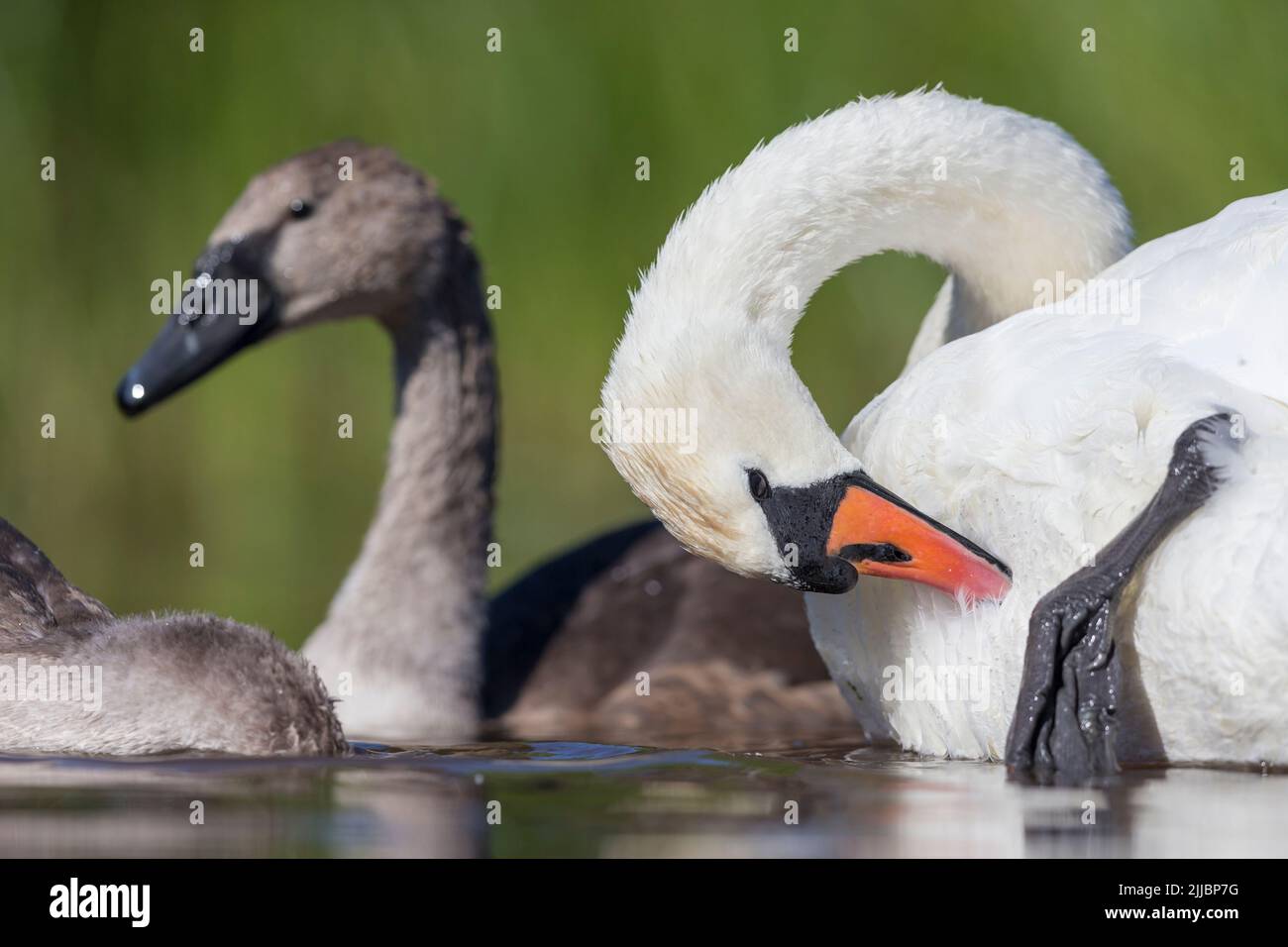Mute swan Cygnus olor, adult, preening with chick in background, Tiszaalpár, Hungary, July Stock Photo
