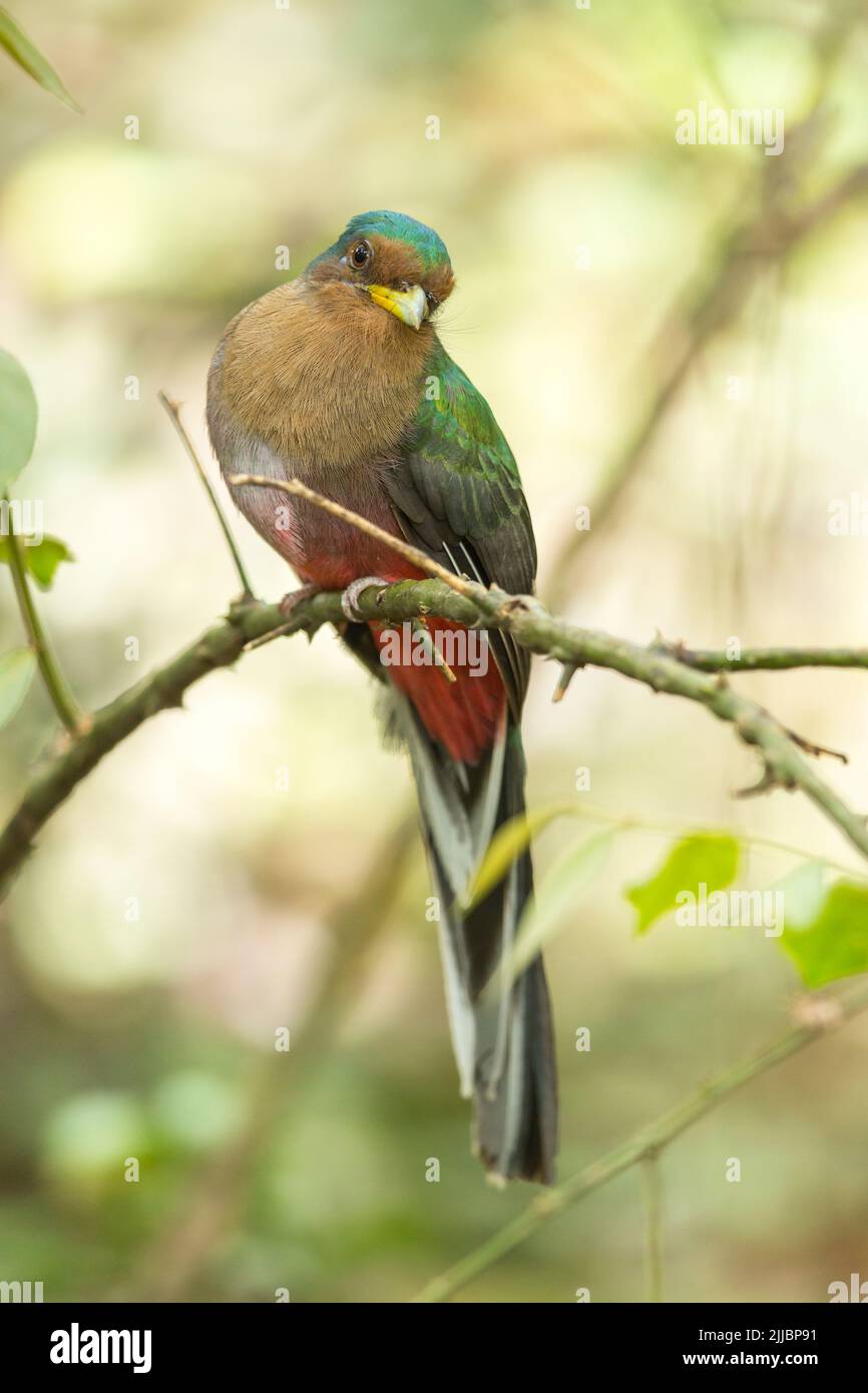 Narina trogon Apaloderma narina, adult female, perched in woodland