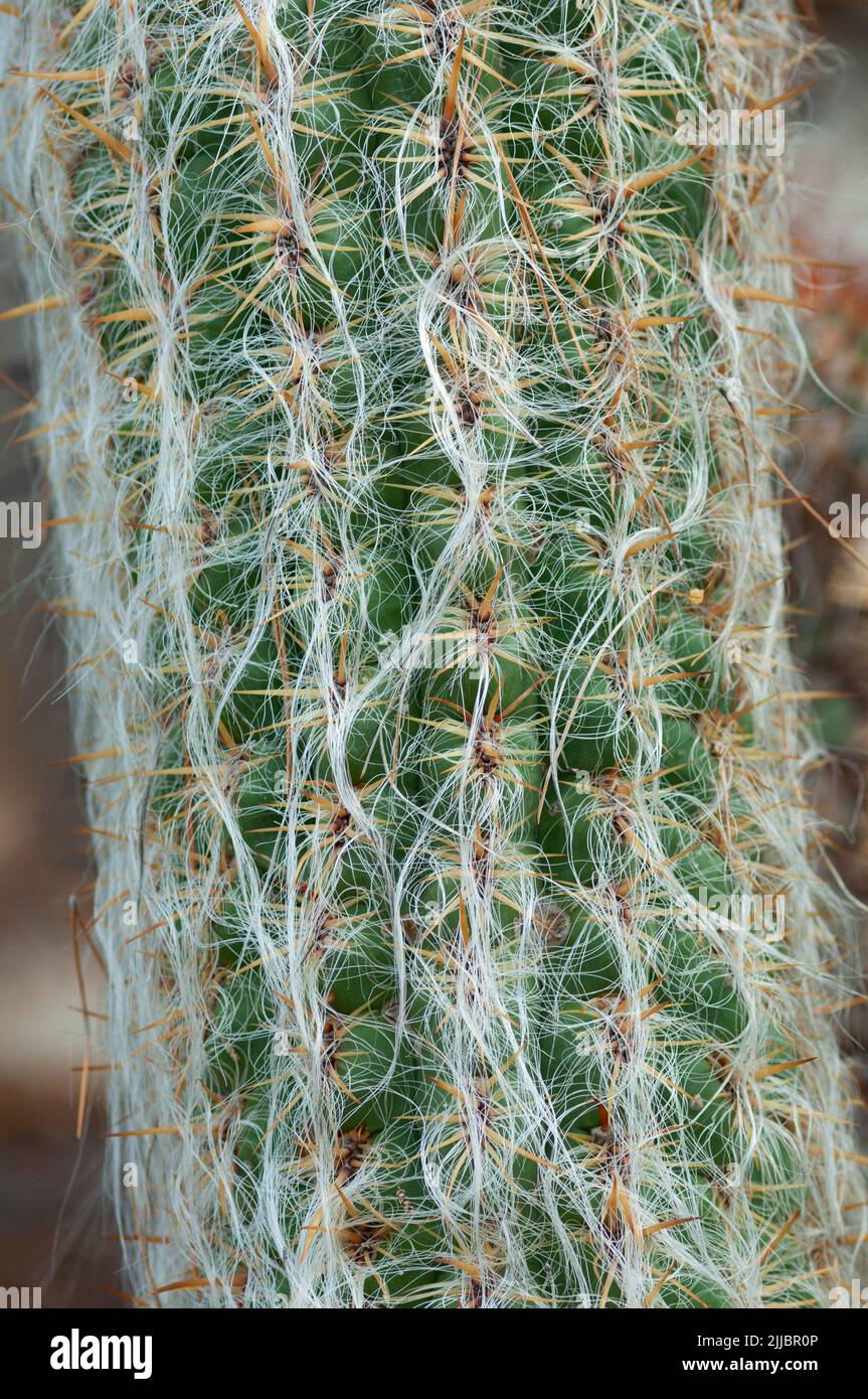 Oreocereus Celsianus Cactus Stock Photo