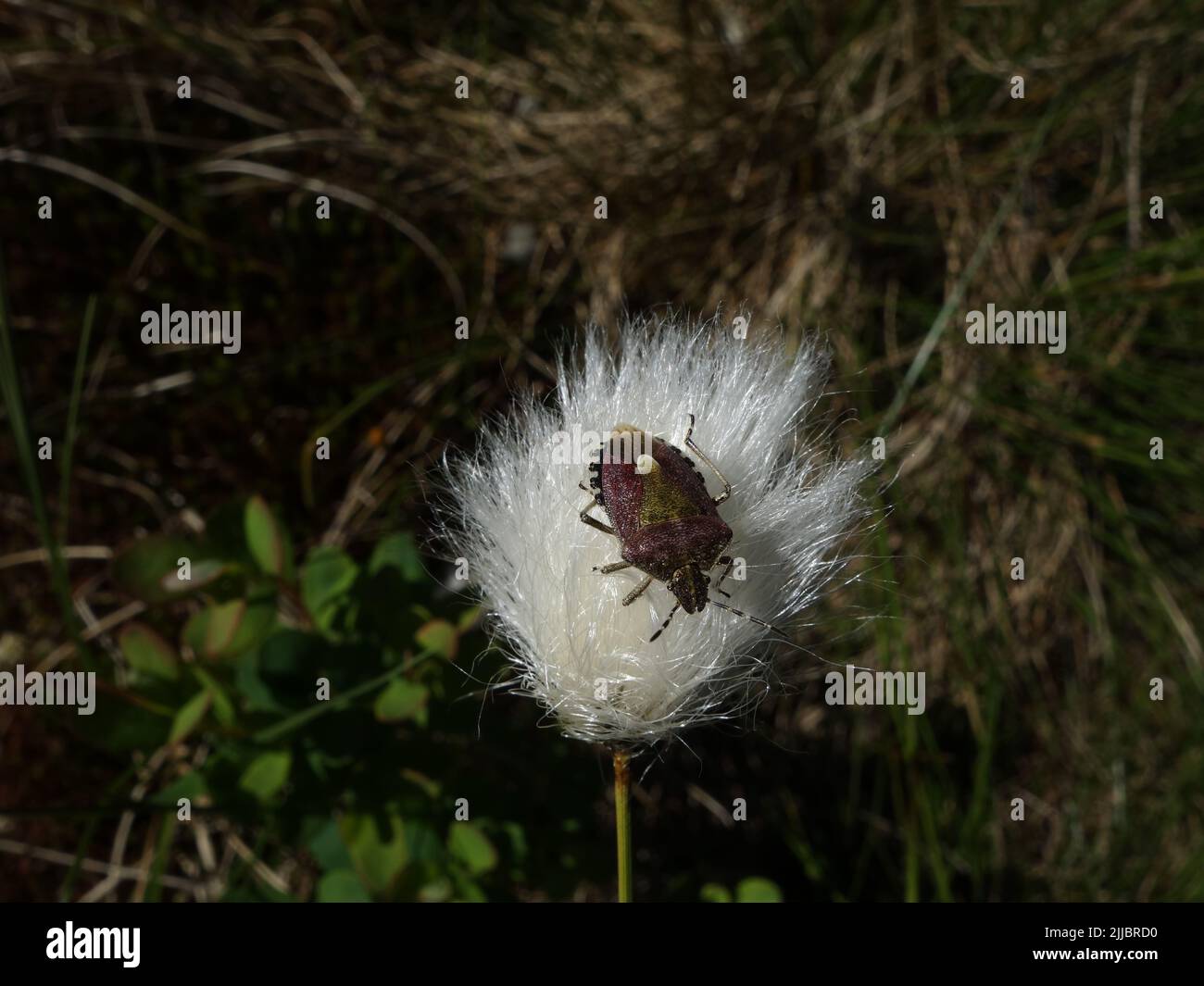 Shieldbug, Dolycoris baccarum, sitting on cotton grass in early summer. Larkollen, Norway. Stock Photo