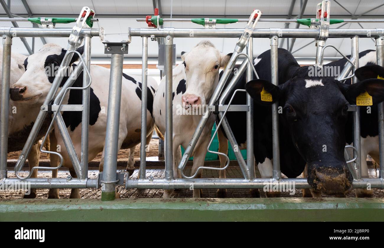 dairy cows on a modern high-tech farm Stock Photo - Alamy