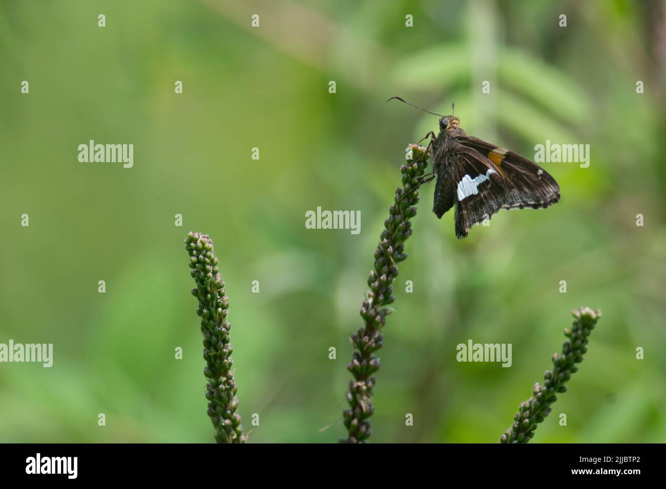 Small brown butterfly perched atop a green stalk Stock Photo