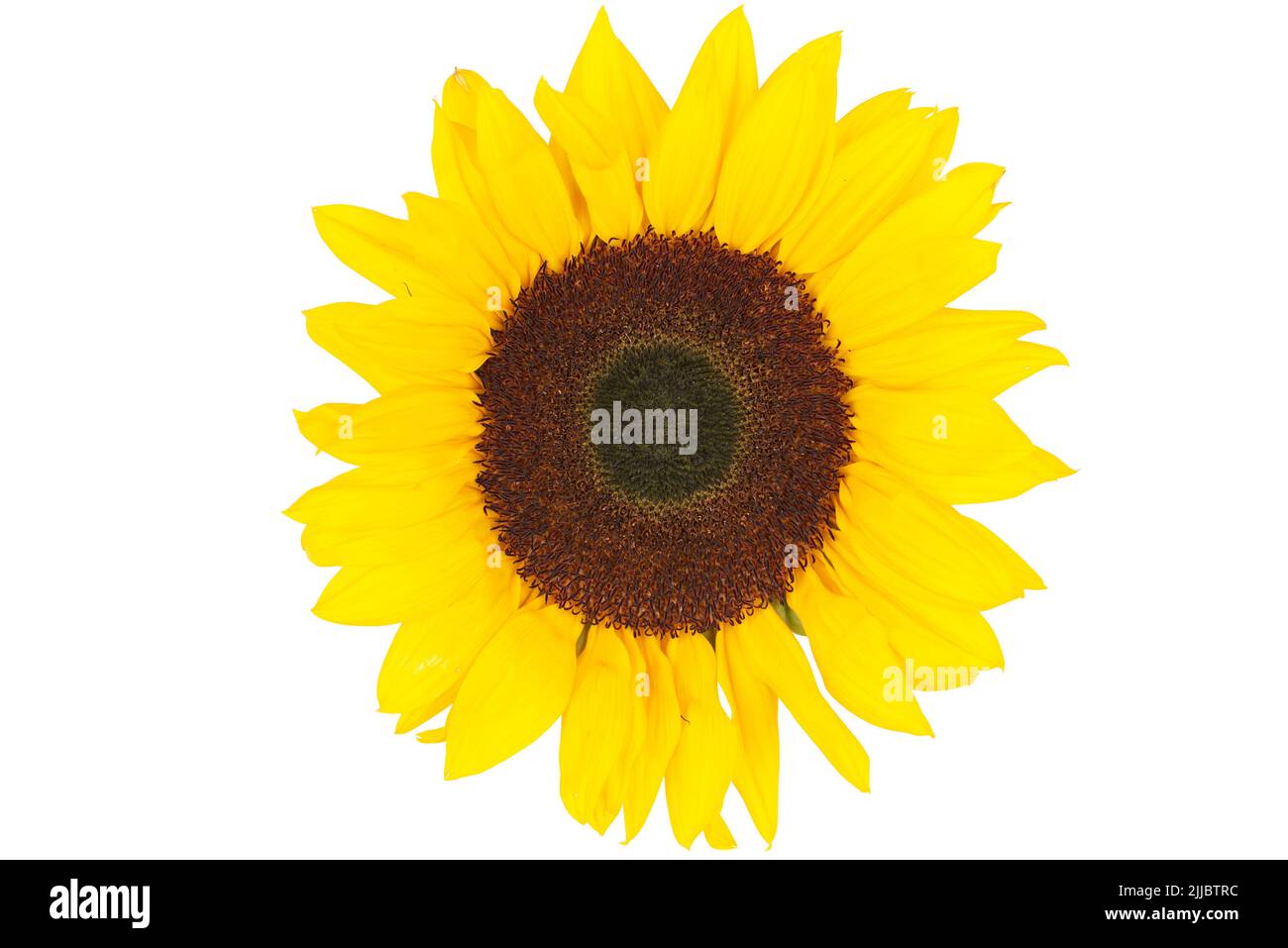 Sunflower isolated on White background Stock Photo - Alamy