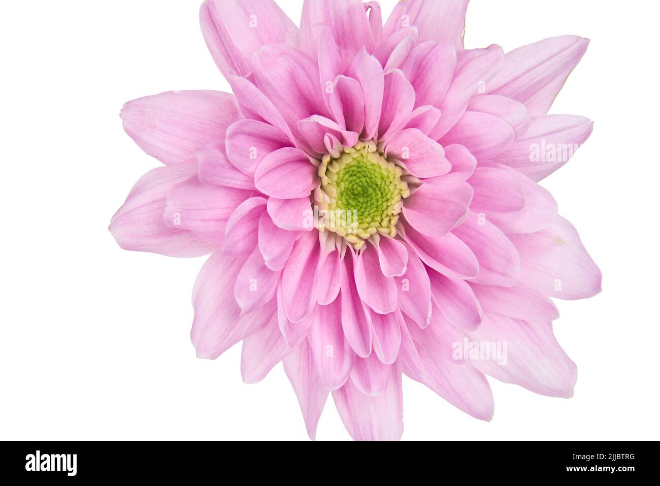 Pink Flower isolated on White background Stock Photo - Alamy