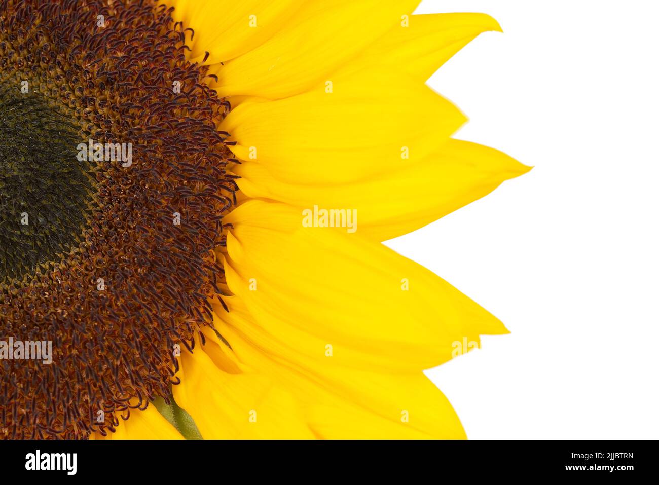 Sunflower isolated on White background Stock Photo - Alamy