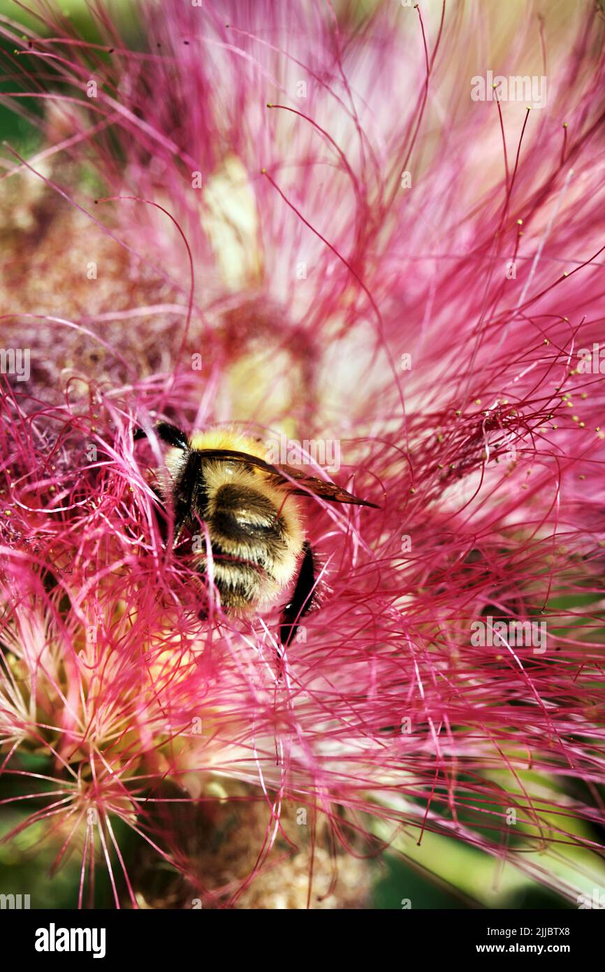Bee collecting pollen from a silk tree flower. Stock Photo