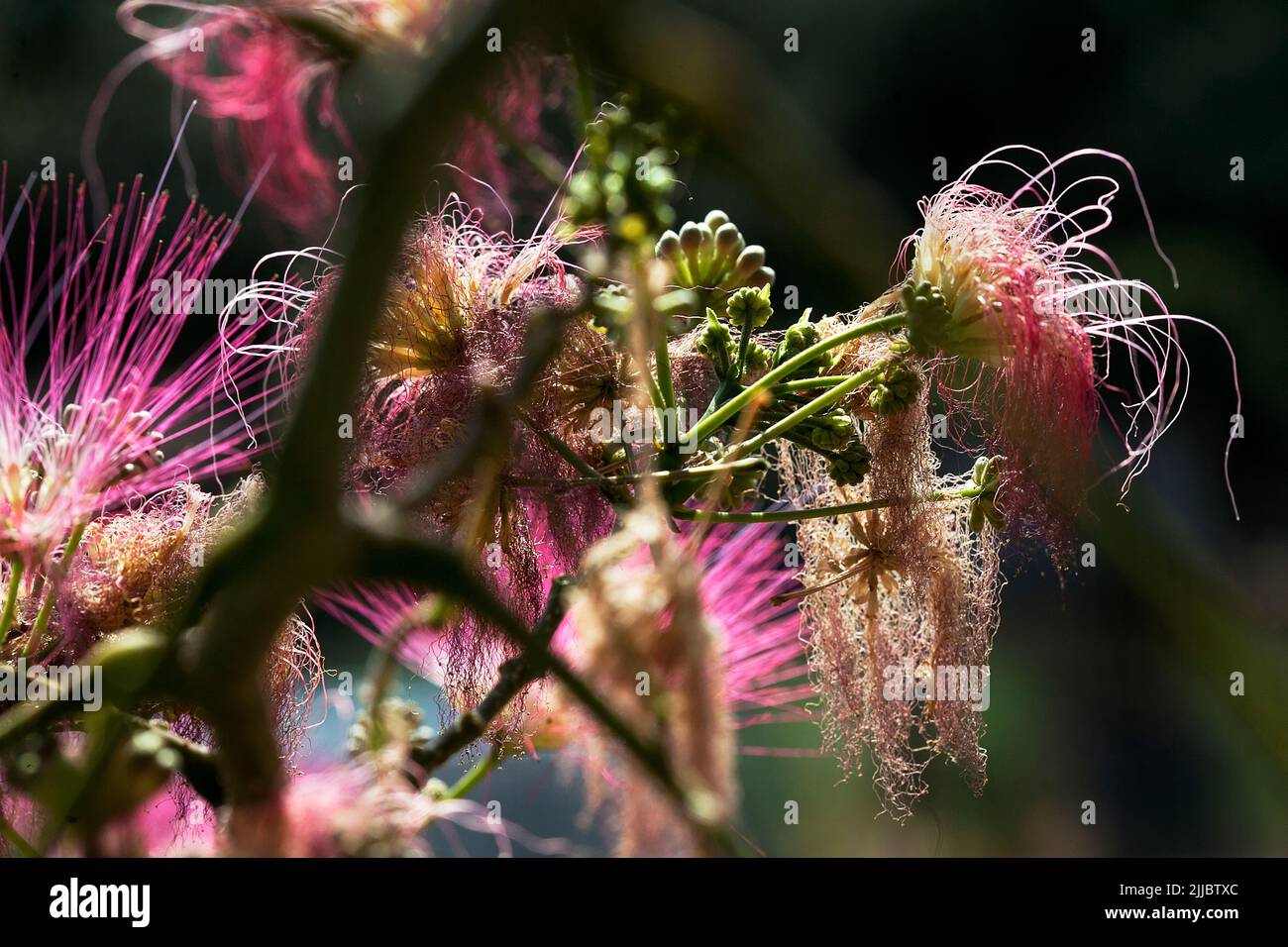 Silk tree flowers. Stock Photo