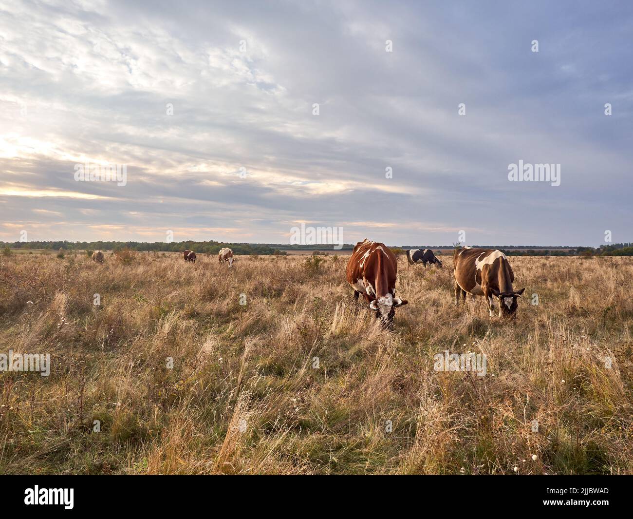 Cows grazing in natural pasture on a cloudy day Stock Photo - Alamy