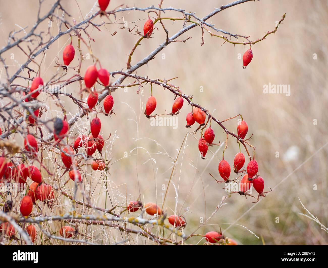 Rose hip bush hi-res stock photography and images - Alamy
