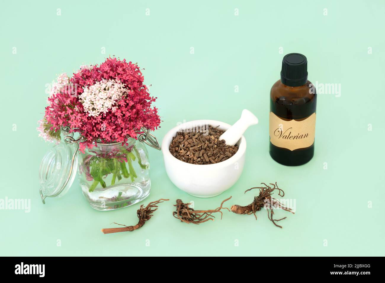 Valerian herb root plant medicine for essential oil treatment. Natural