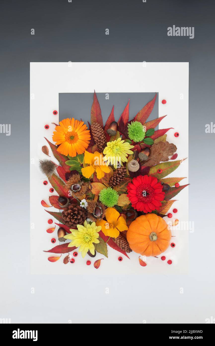 Thanksgiving Halloween and Autumn background border with leaves, flowers, berries and nuts. Nature Fall composition with natural flora. White frame. Stock Photo