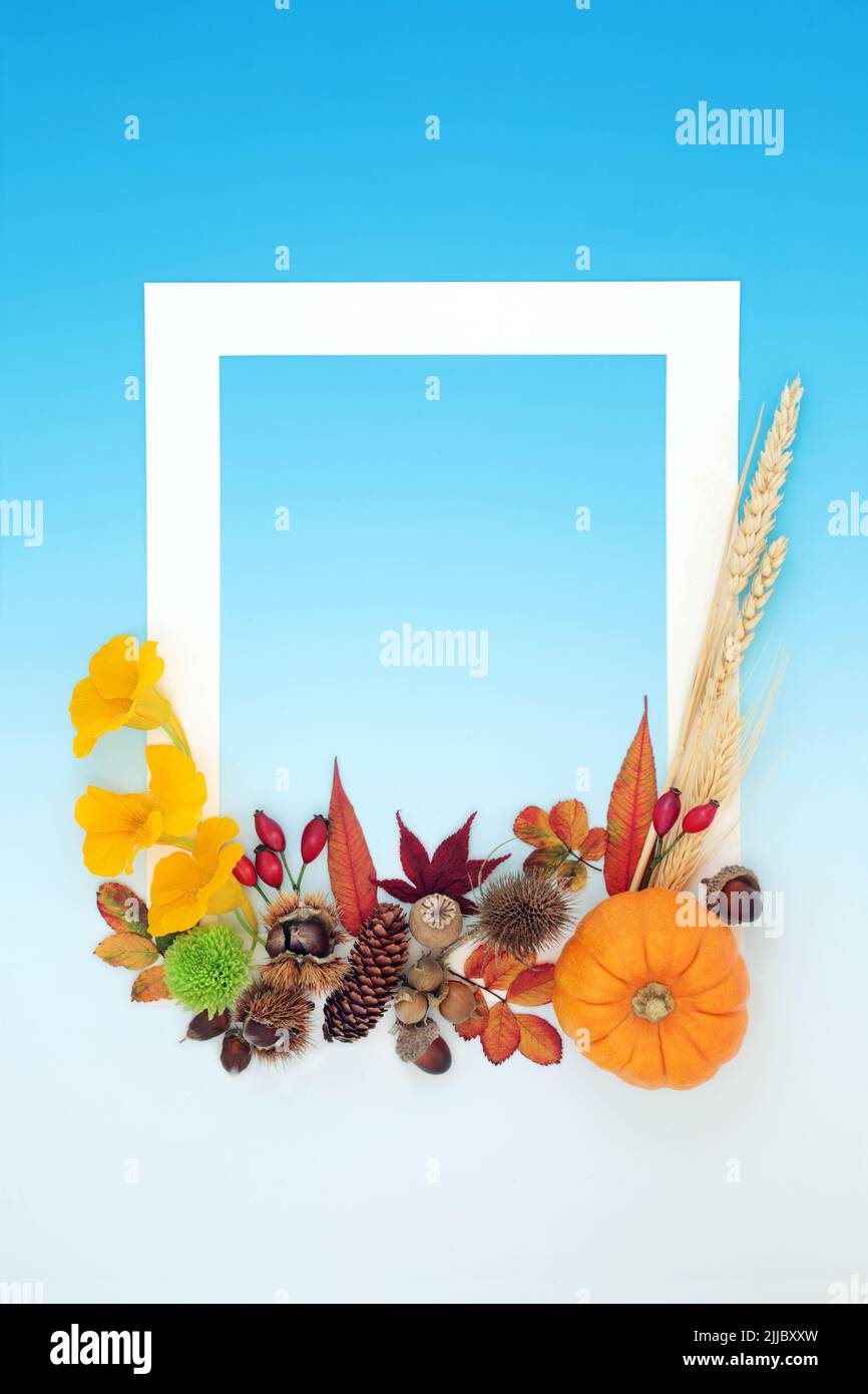 Thanksgiving and Fall background border with leaves, flowers, berries, grain, pumpkin and nuts. Nature Autumn Halloween composition with natural flora Stock Photo