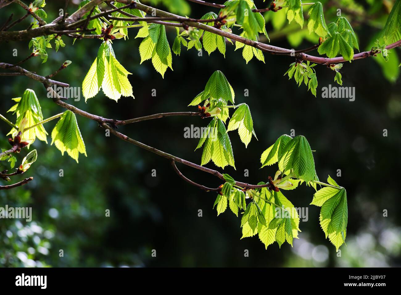 Sunlight shining through green leaves of tree showing veings. Concept of fresh growth. Dark background. Ireland Stock Photo