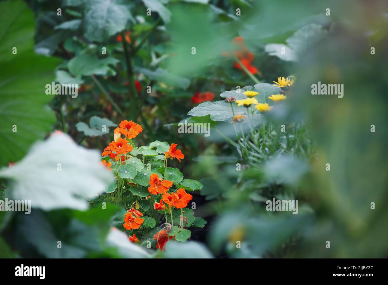 Nasturtiums, companion plants, growing as a trap crop for attracting aphids or squash bugs from vegetable plants. Extreme selective focus with blurred Stock Photo