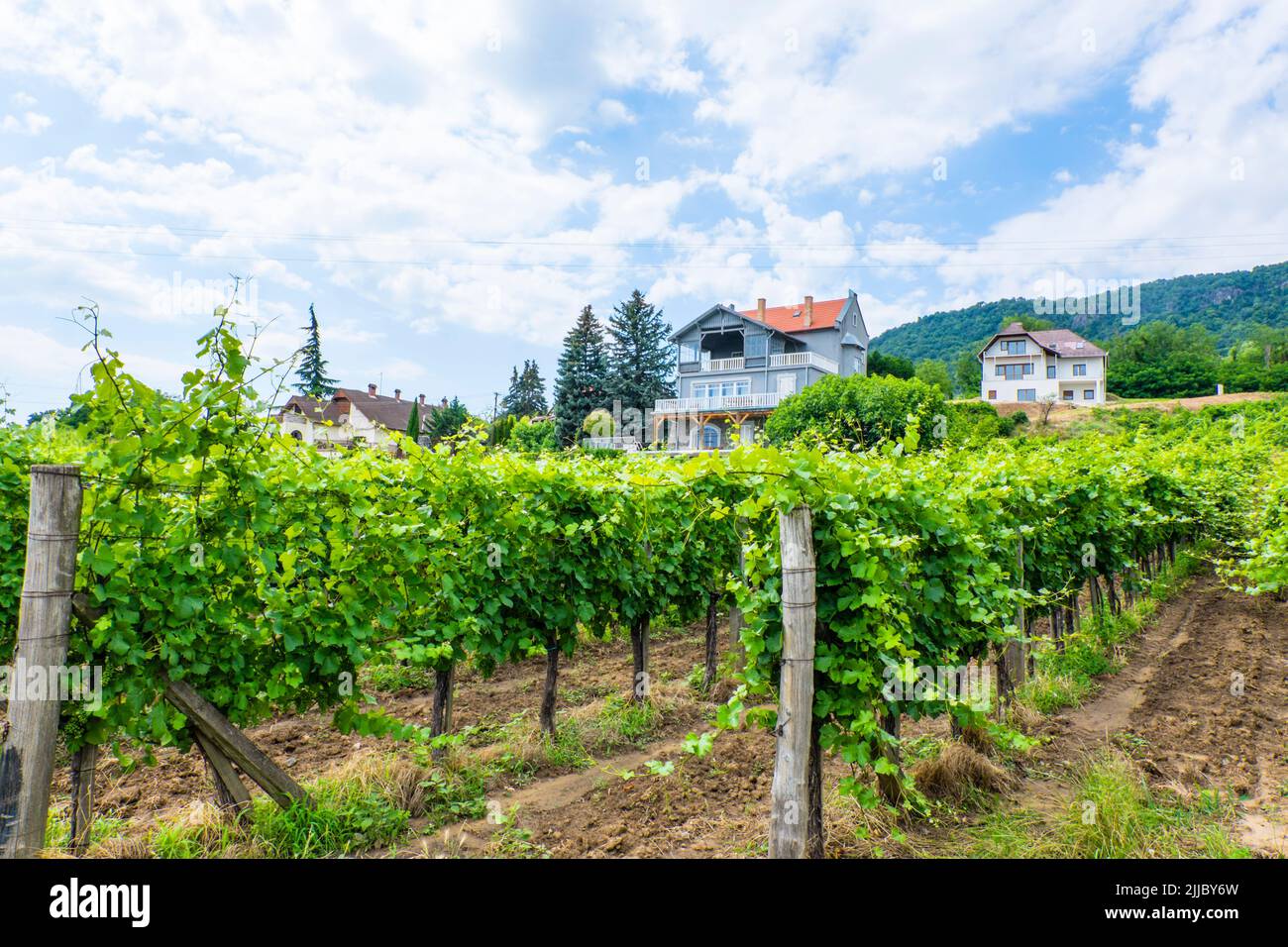 Vineyards, Badacsony, Lake Balaton, Hungary Stock Photo