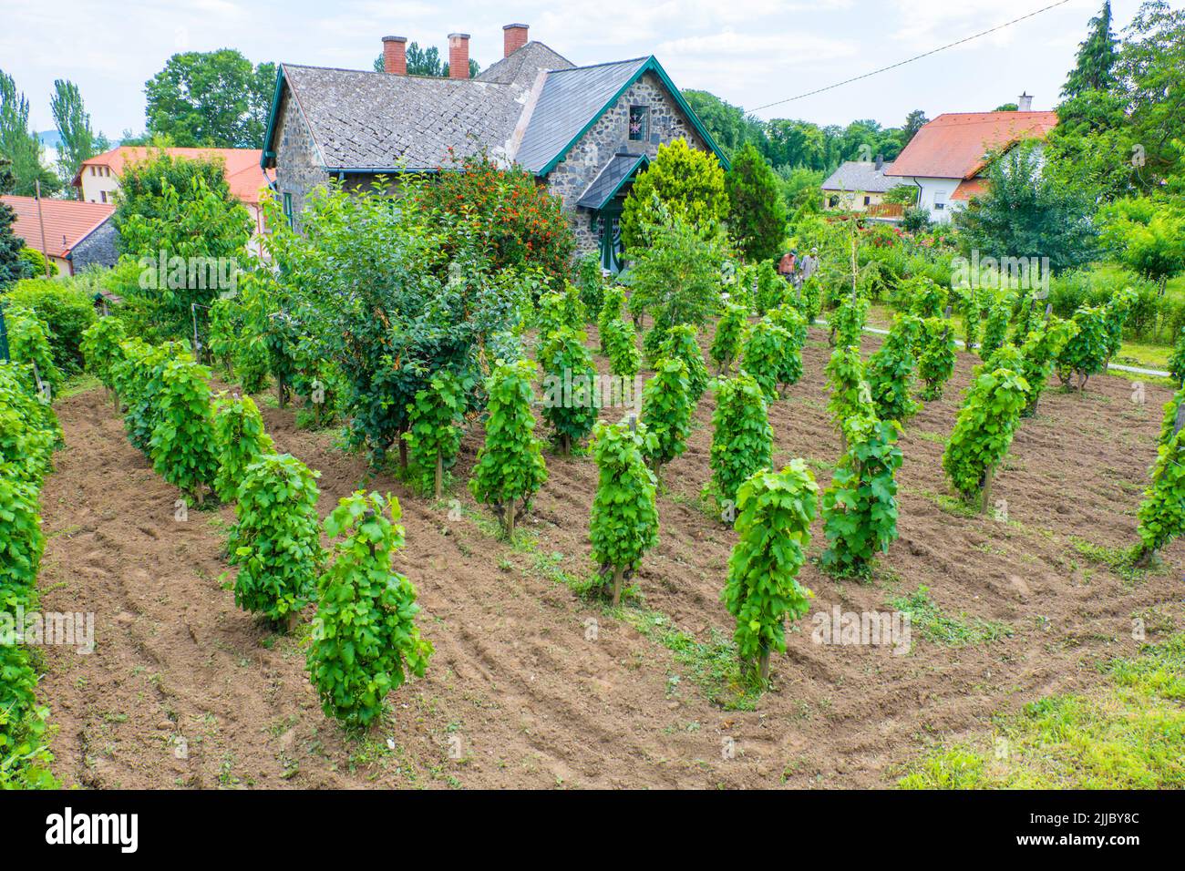 Vineyards, Badacsony, Lake Balaton, Hungary Stock Photo