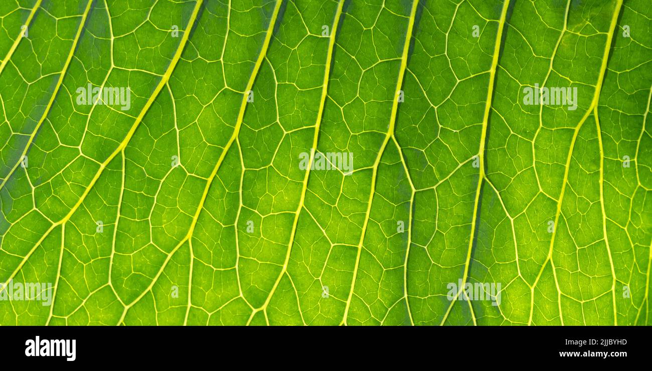 Macro photography of green leaf with veins and cells, abstract summer nature background, fresh foliage texture. Close-up structure Stock Photo